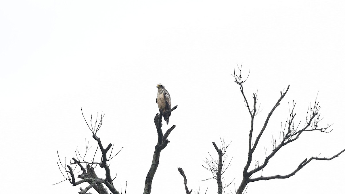 Хохлатый змееяд [группа cheela] - ML647340265