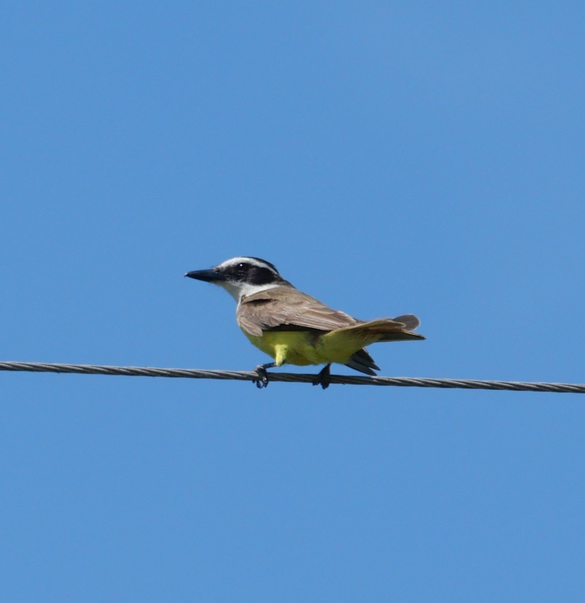 Bienteveo Común - ML647340274