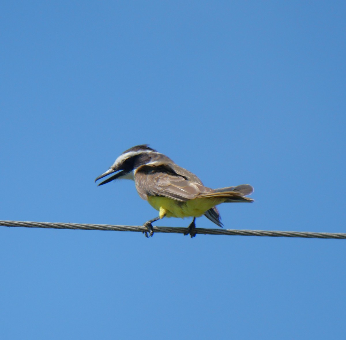 Bienteveo Común - ML647340275