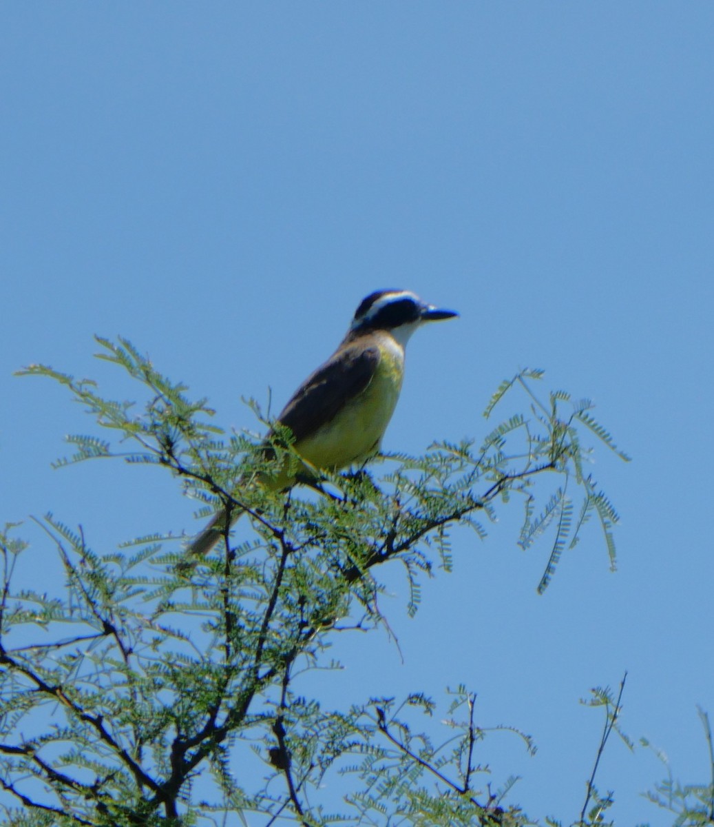 Bienteveo Común - ML647340276