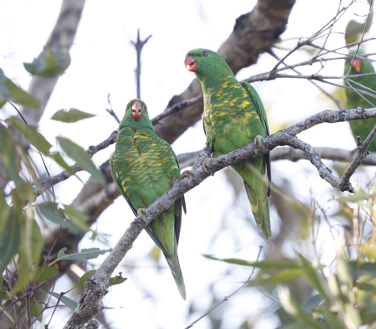 Scaly-breasted Lorikeet - ML647340284