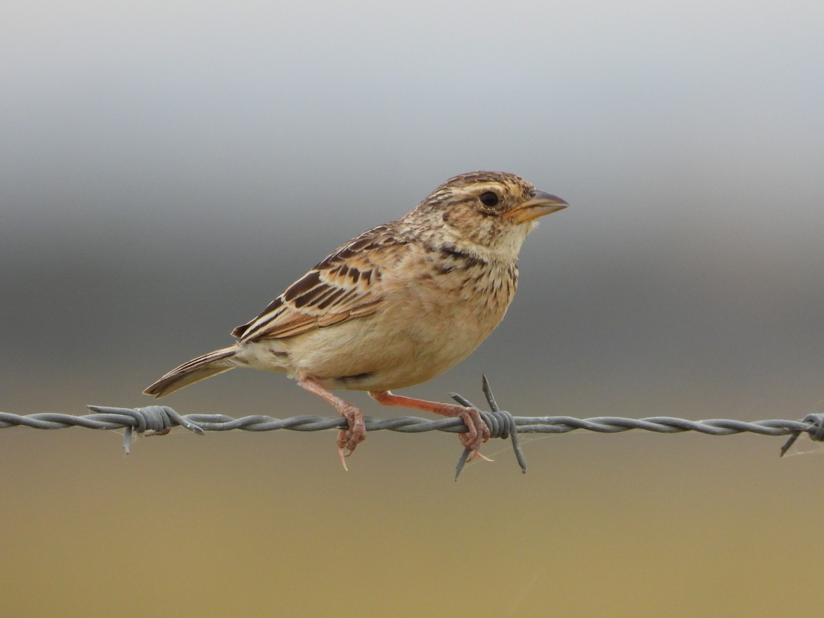 savannelerke - ML647340297