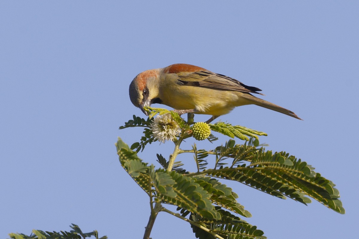 セアカスズメ - ML647340306