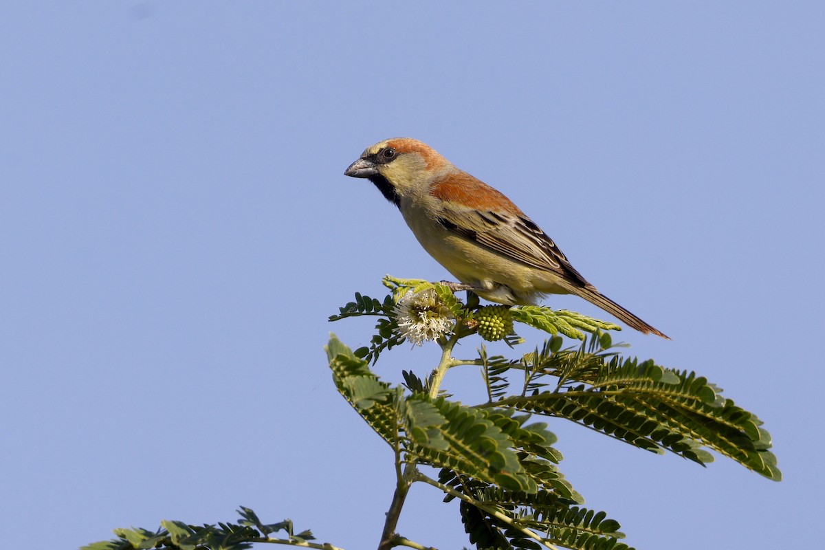 セアカスズメ - ML647340307