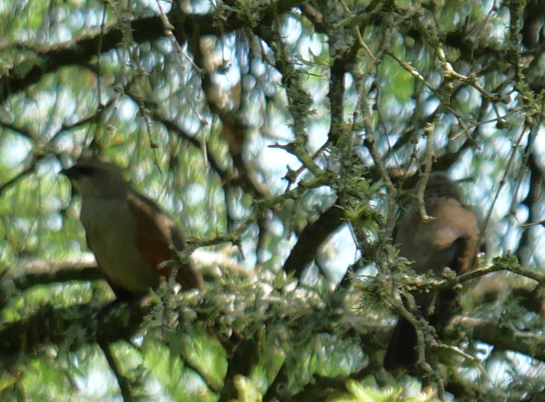 Tordo Músico - ML647340311