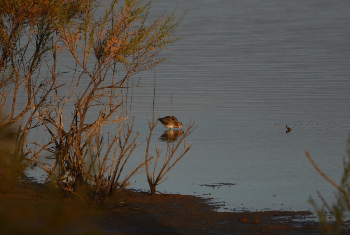 Agachadiza Común - ML647340326