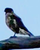 Brown Falcon - ML647340331