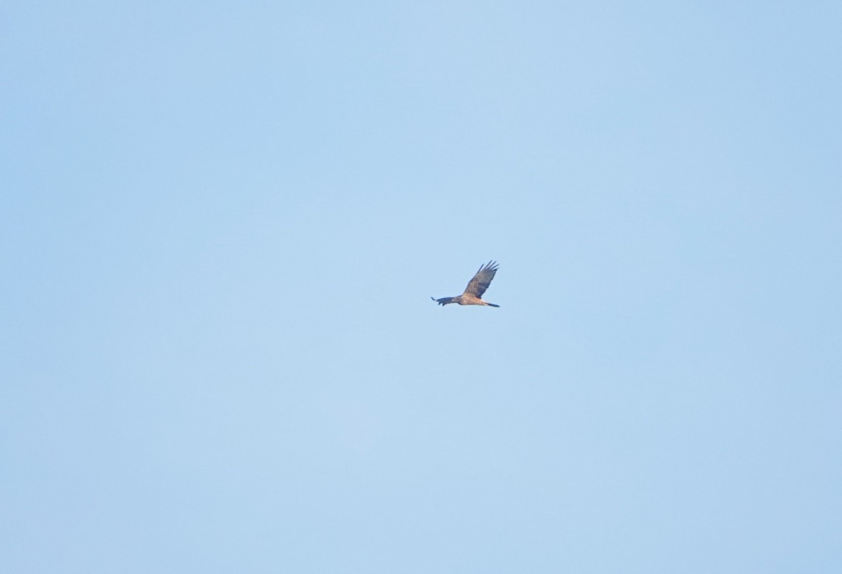 østsivhauk - ML647340336