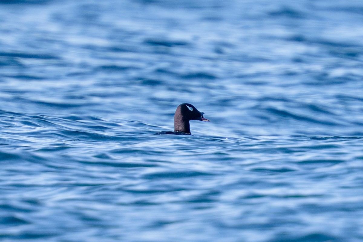 sibirsjøorre - ML647340341