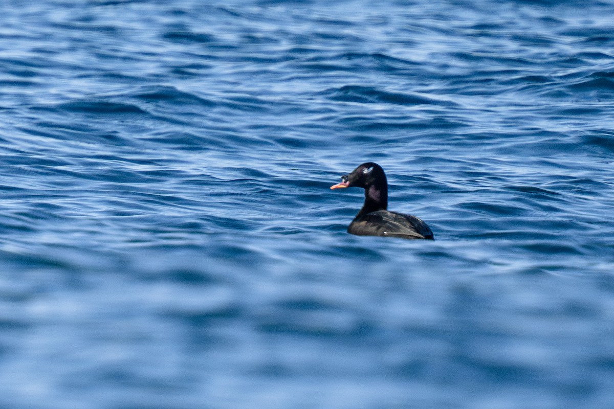 sibirsjøorre - ML647340342