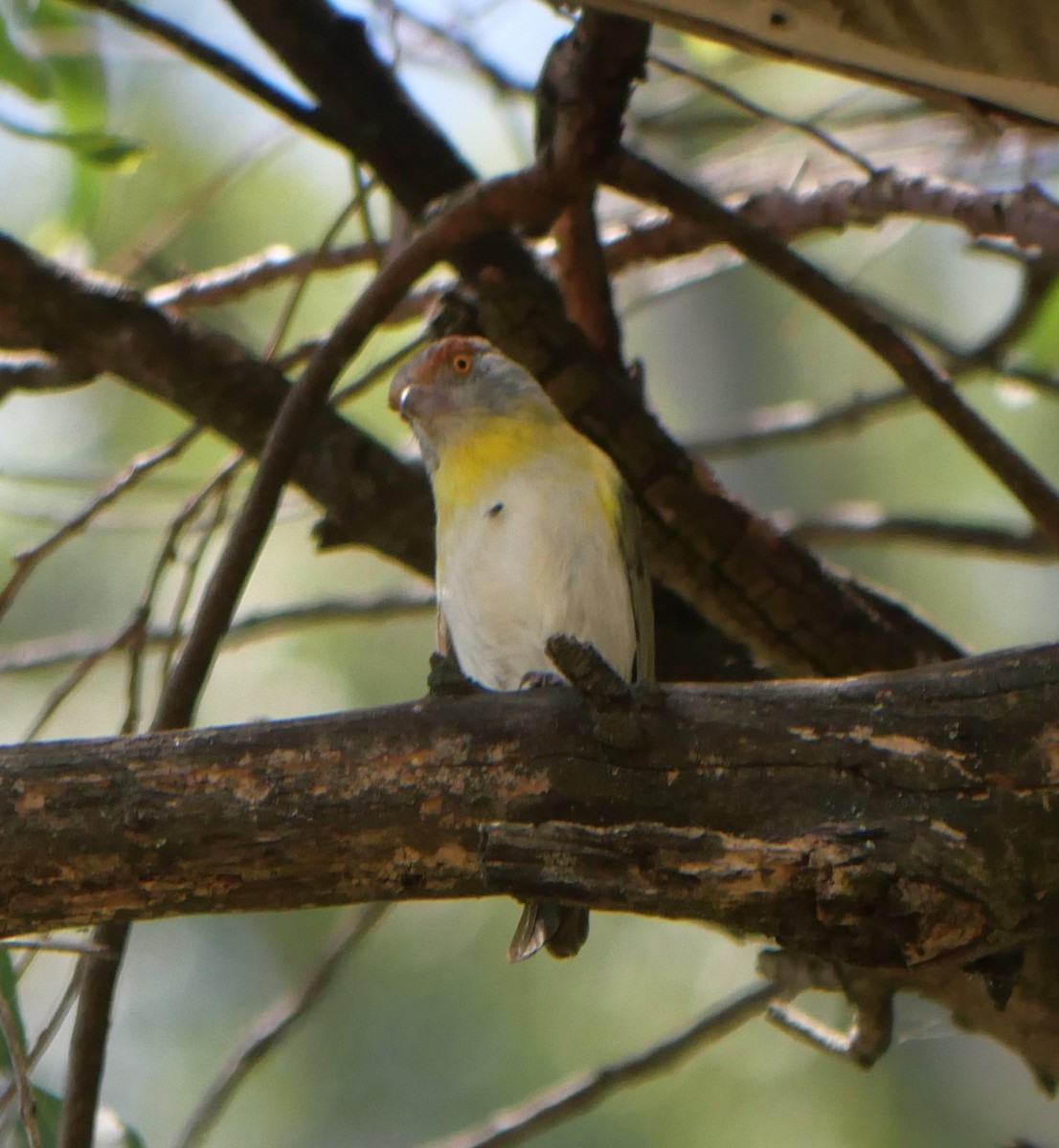 Vireón Cejirrufo - ML647340344