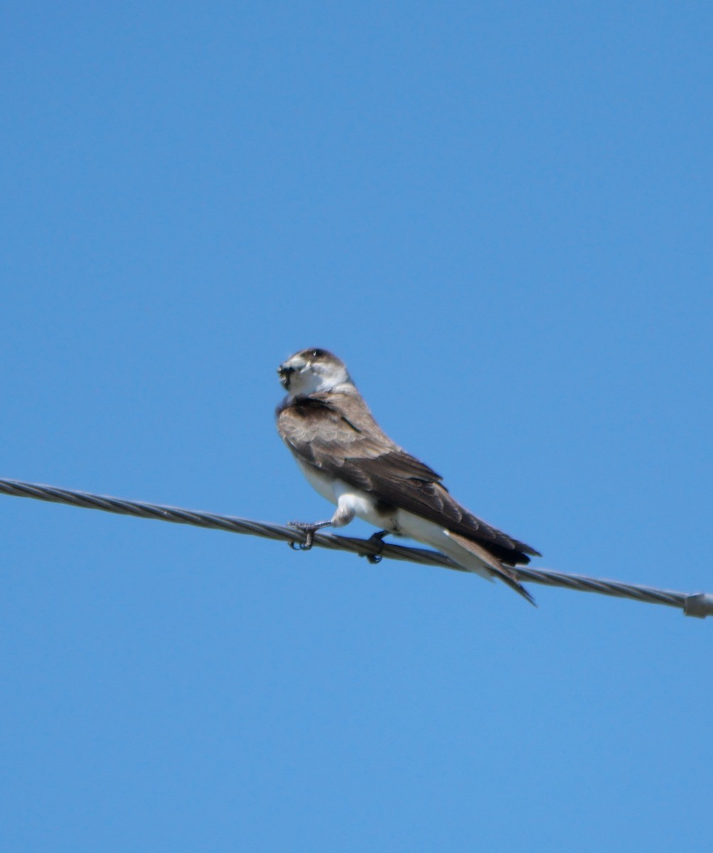 Golondrina Parda - ML647340346