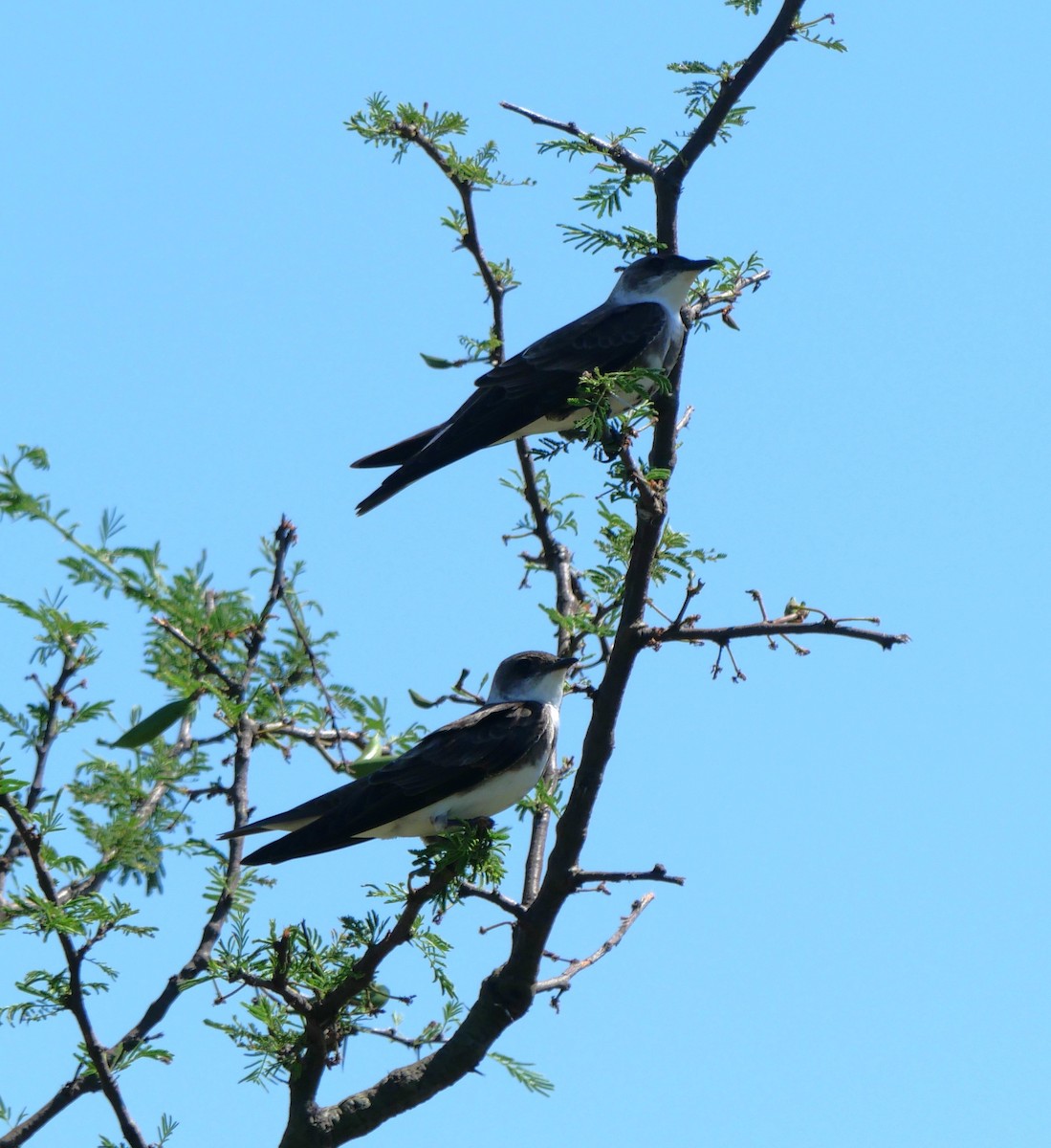 Golondrina Parda - ML647340347