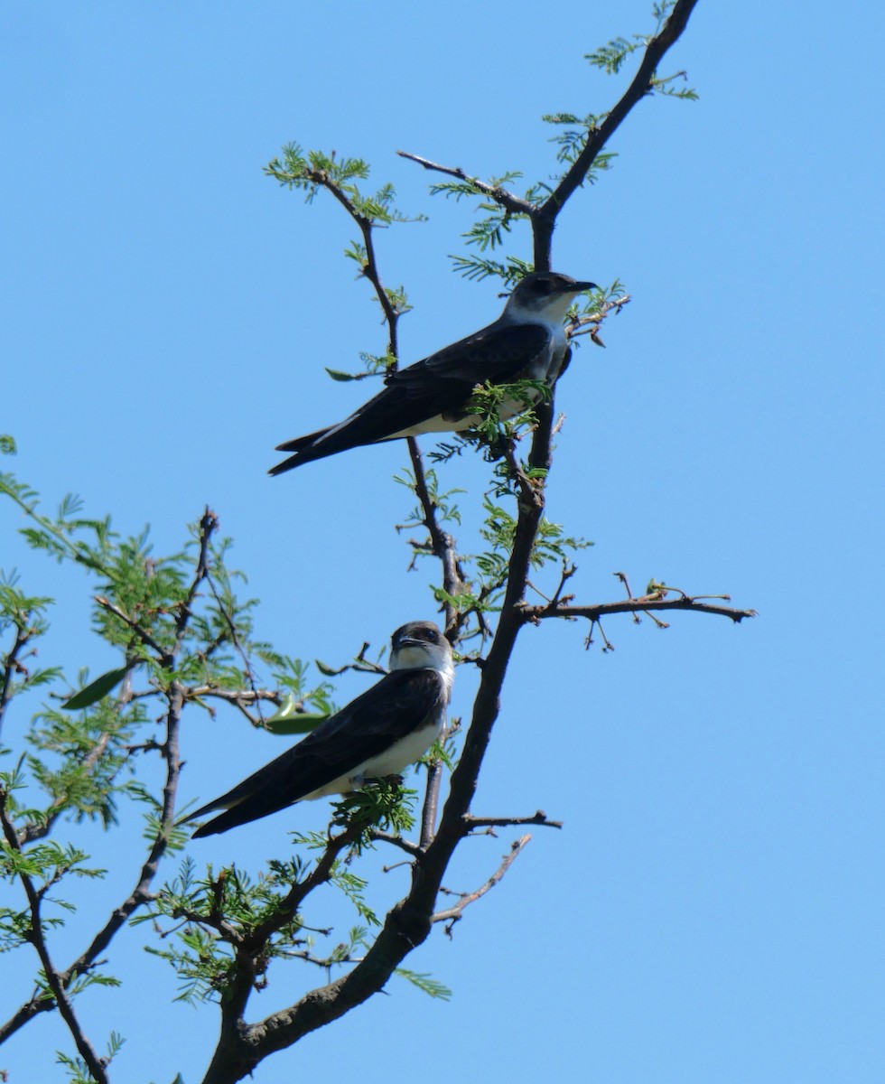 Golondrina Parda - ML647340348