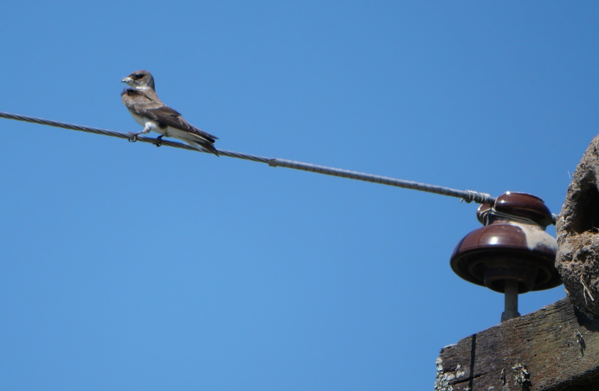 Golondrina Parda - ML647340349