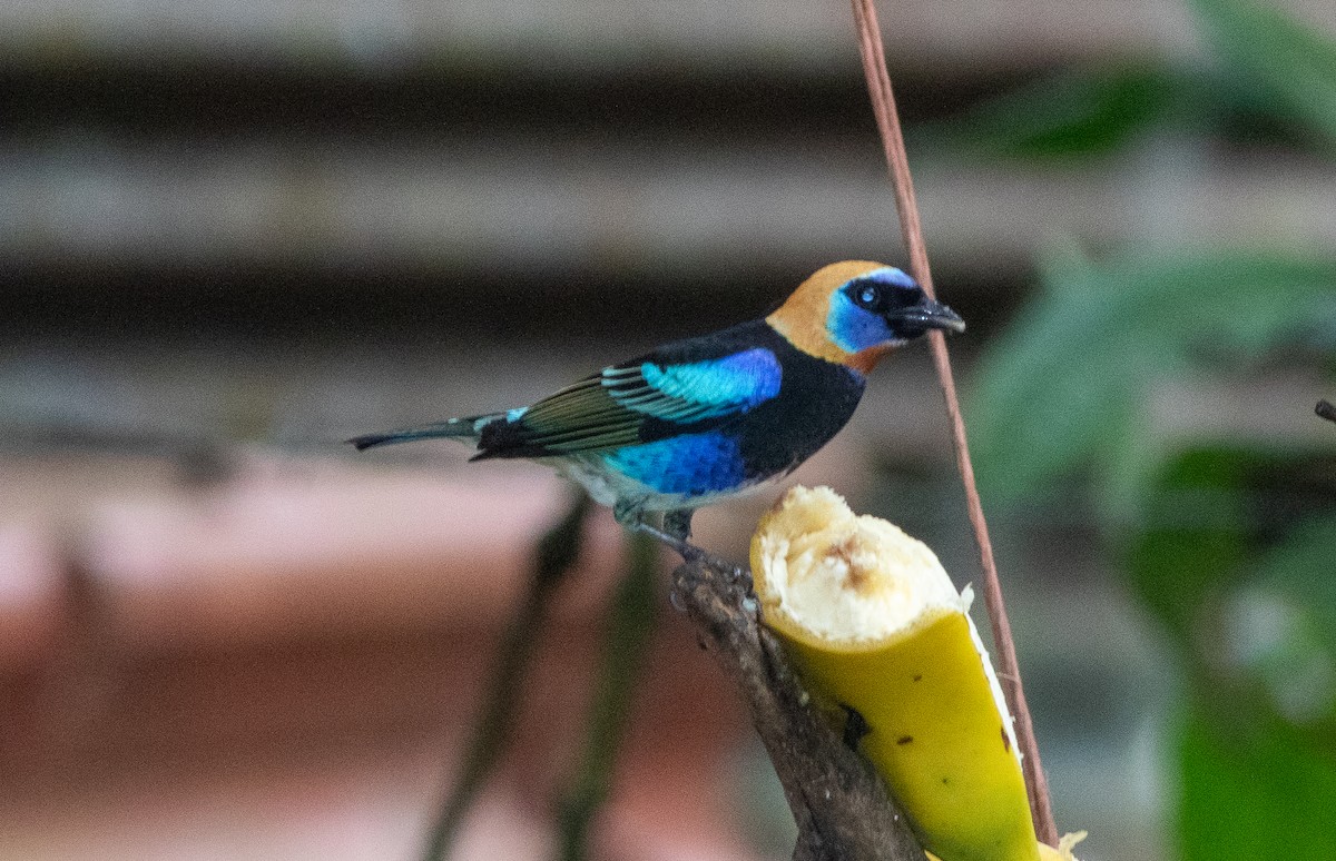 Golden-hooded Tanager - ML647340351