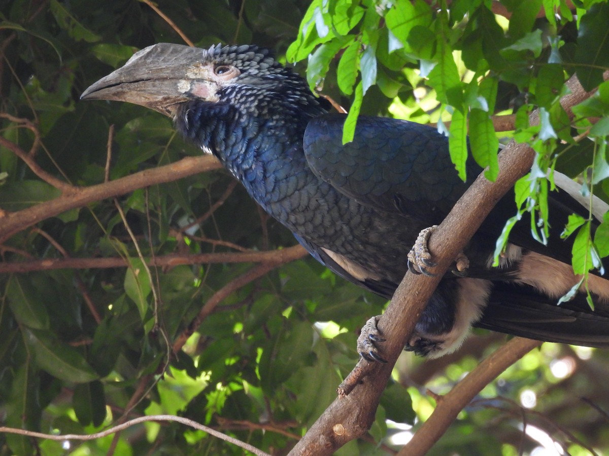 Silvery-cheeked Hornbill - ML647340356