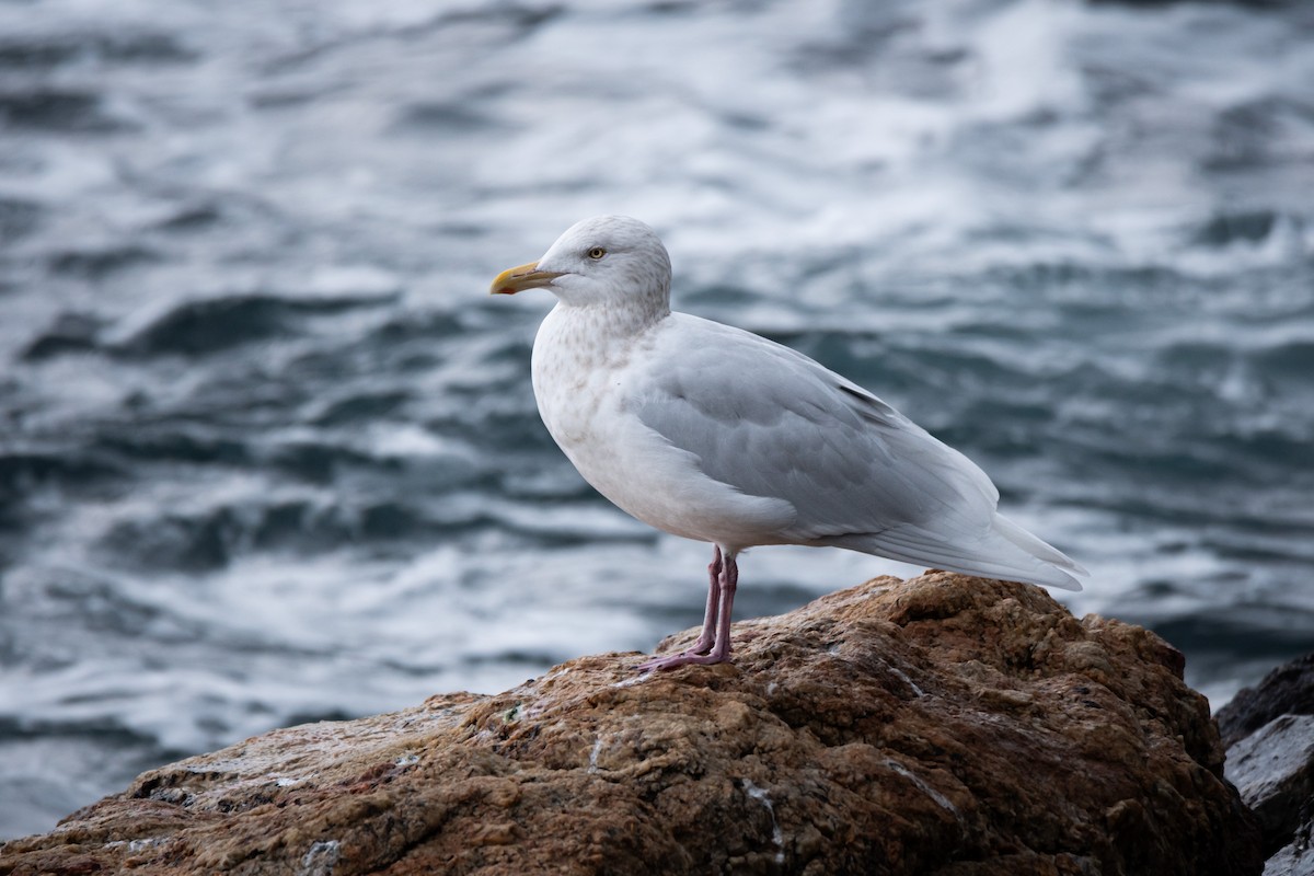 Glaucous Gull - ML647340372