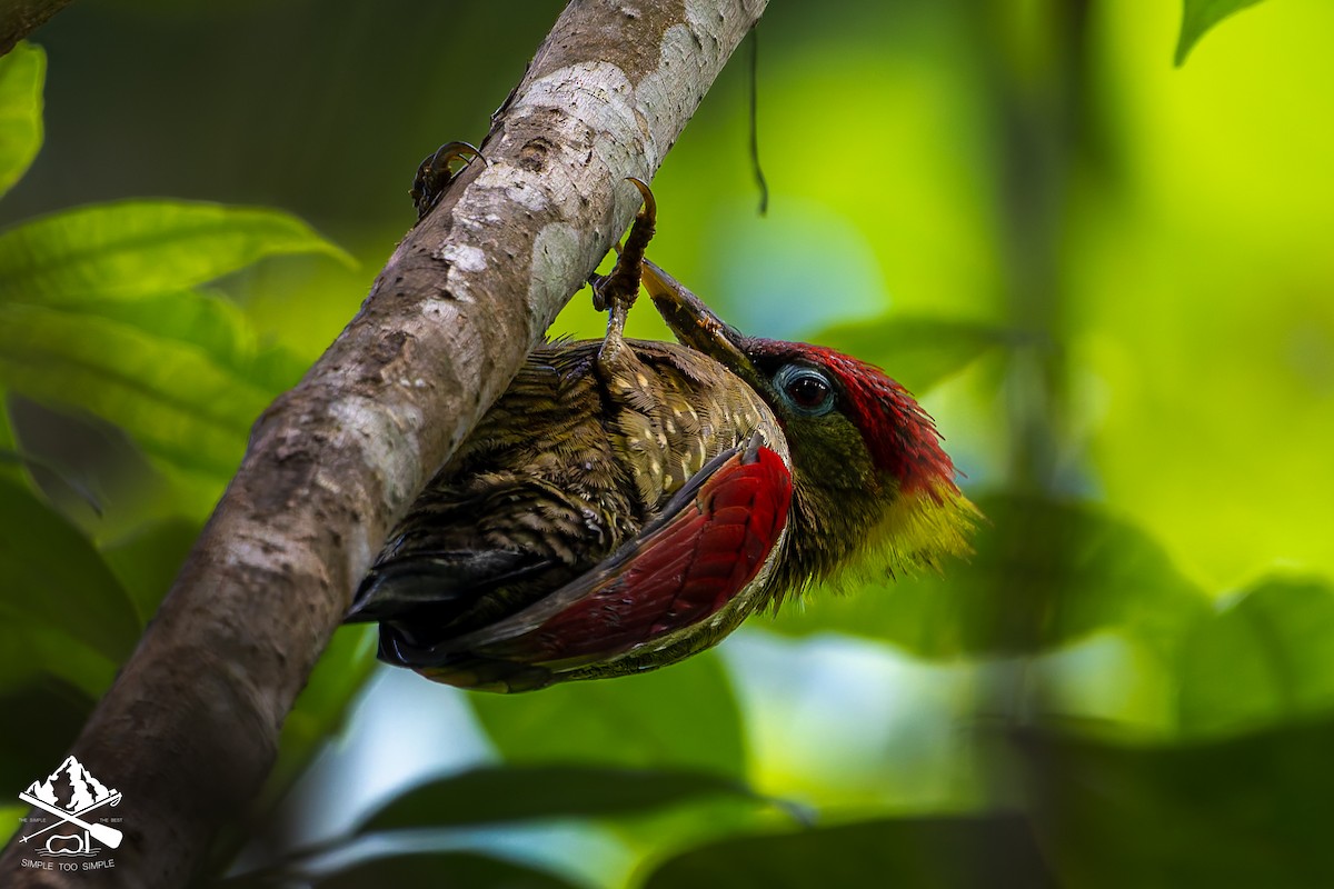 Crimson-winged Woodpecker - ML647340388
