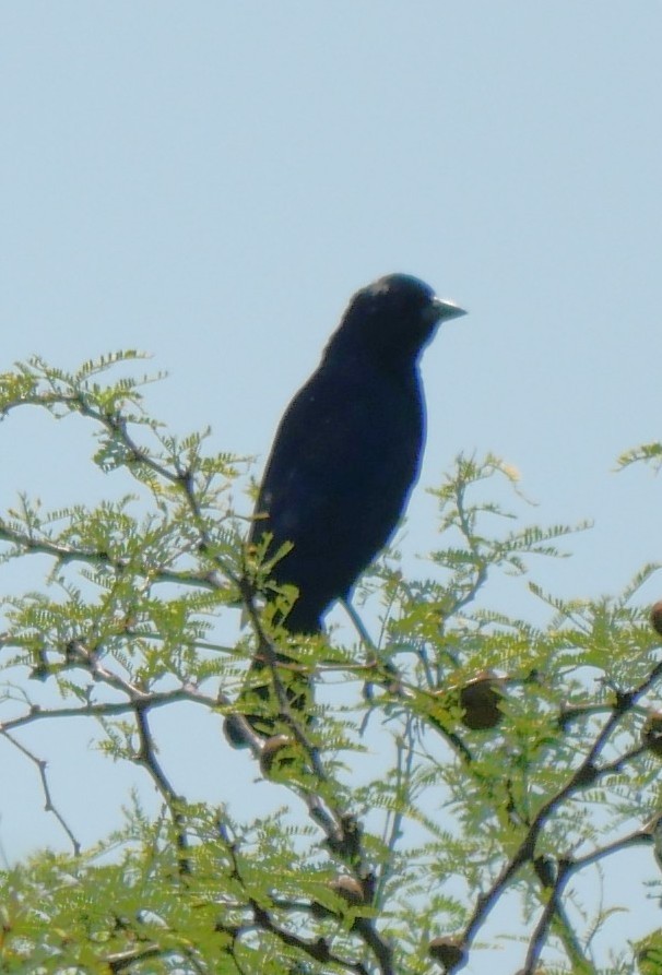 Tordo Renegrido - ML647340416