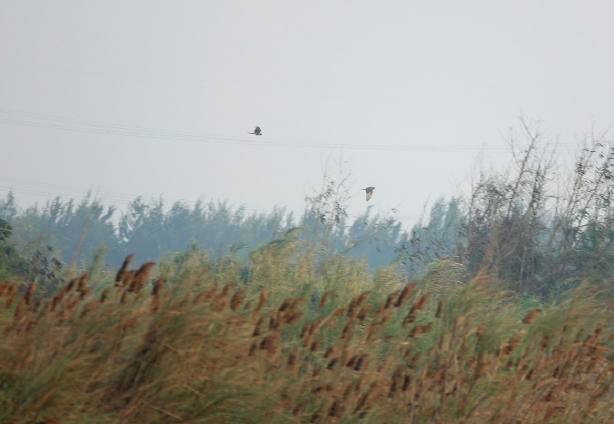 østsivhauk - ML647340418