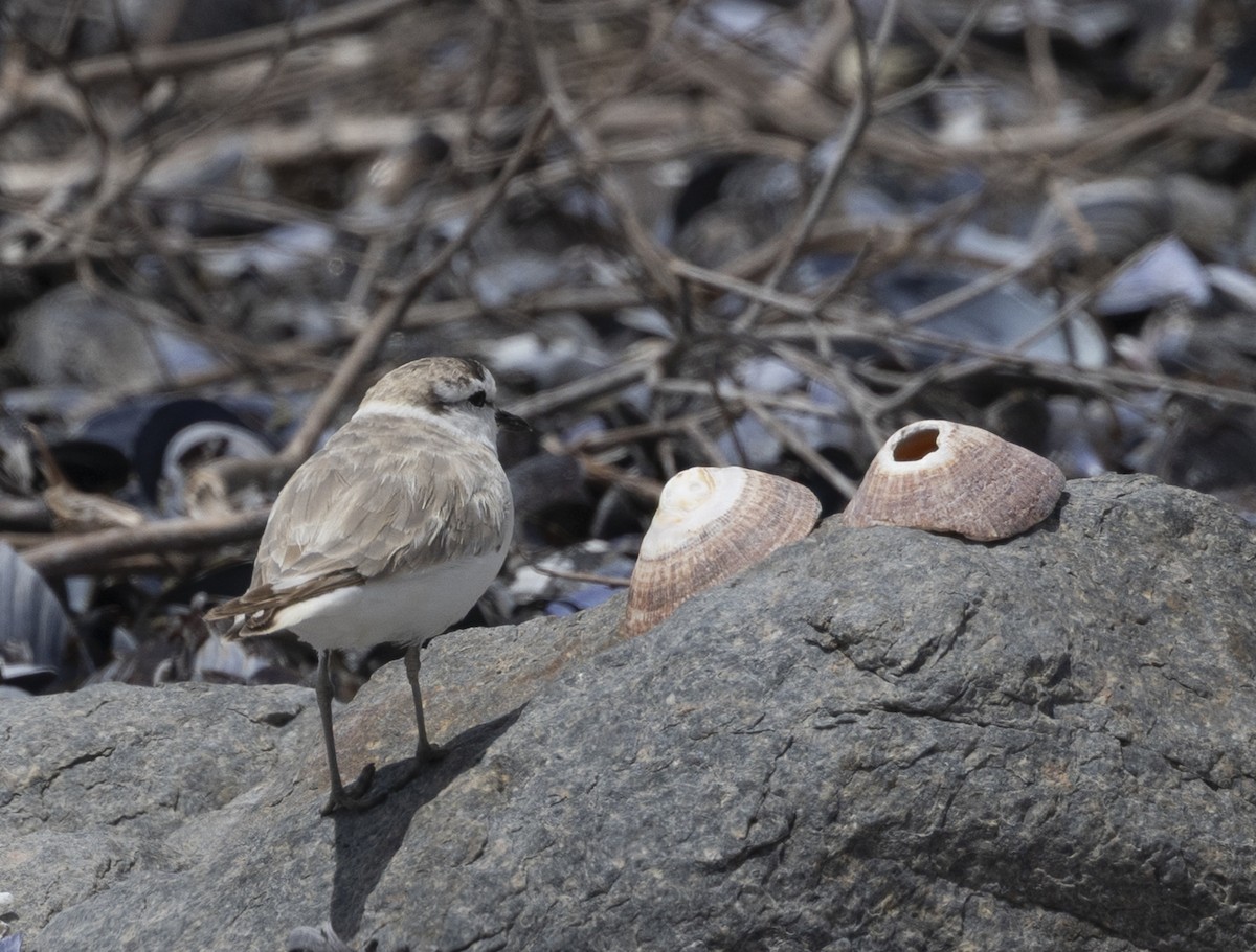 White-fronted Plover - ML647340424