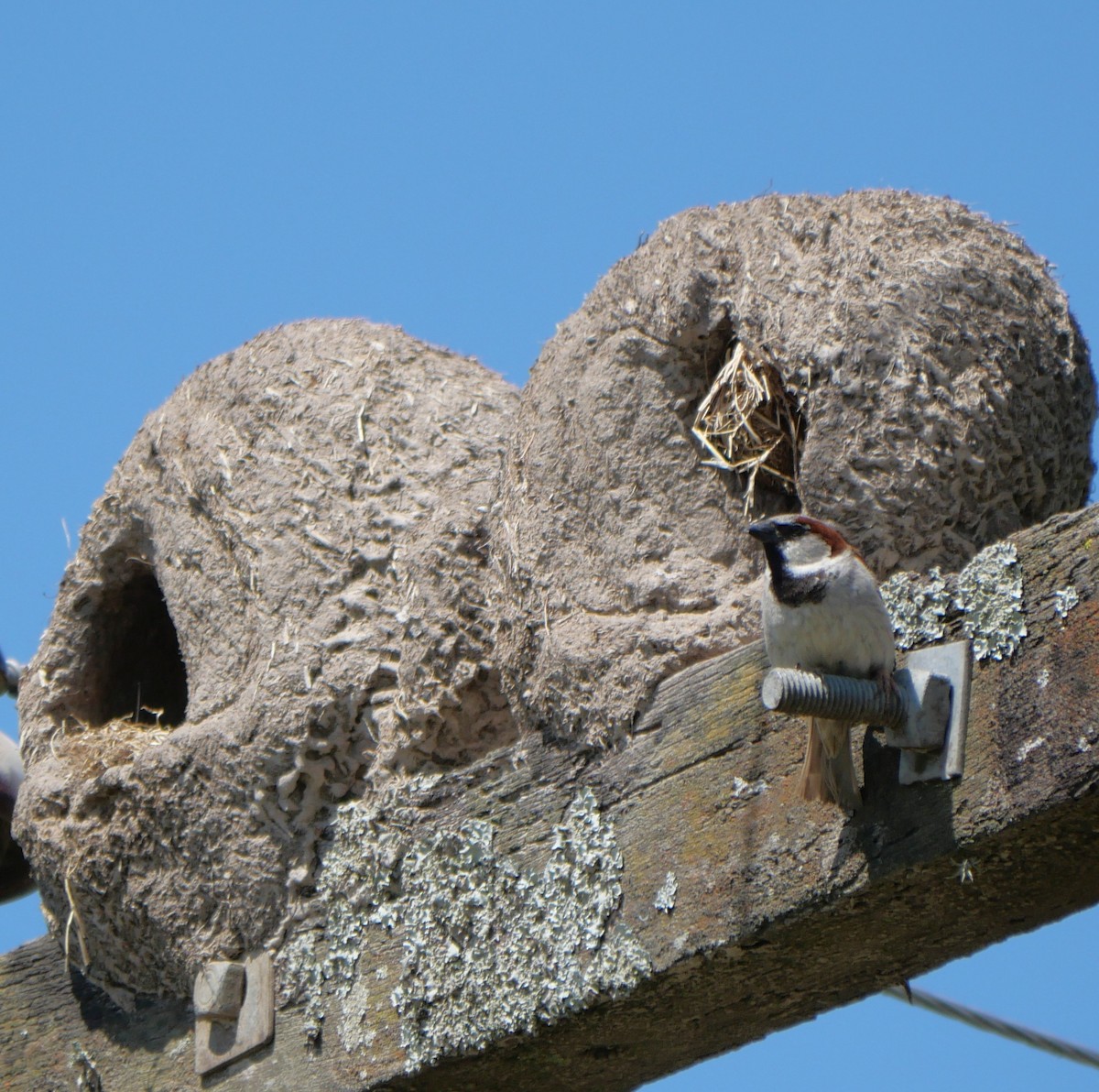 Gorrión Común - ML647340434