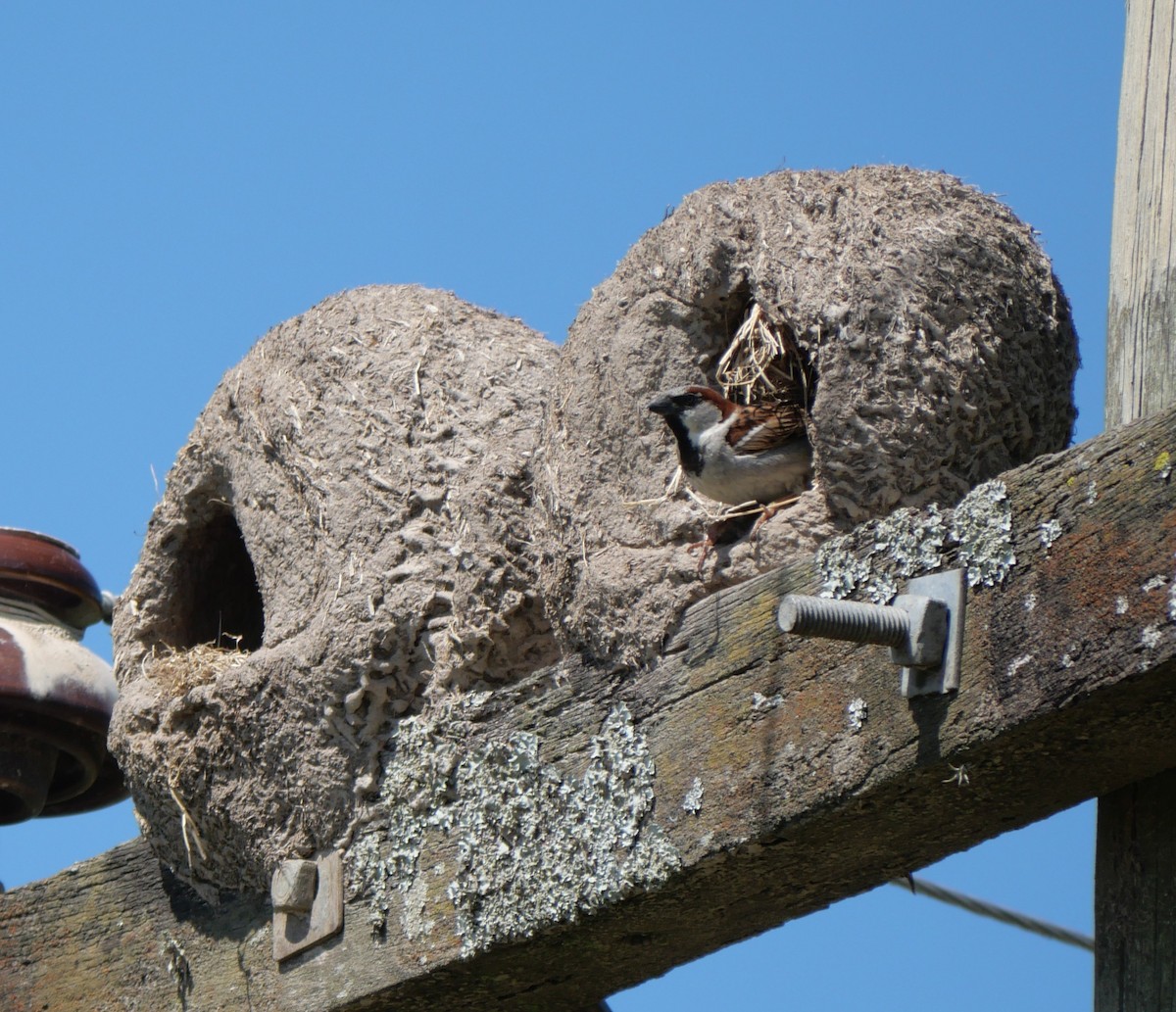 Gorrión Común - ML647340435