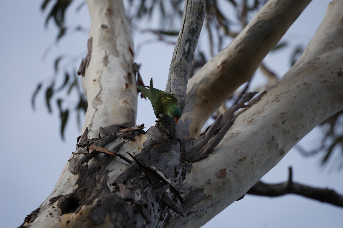 Scaly-breasted Lorikeet - ML647340443