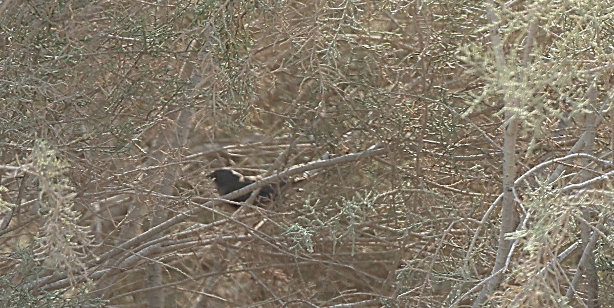 Tamariskengrasmücke - ML647340444