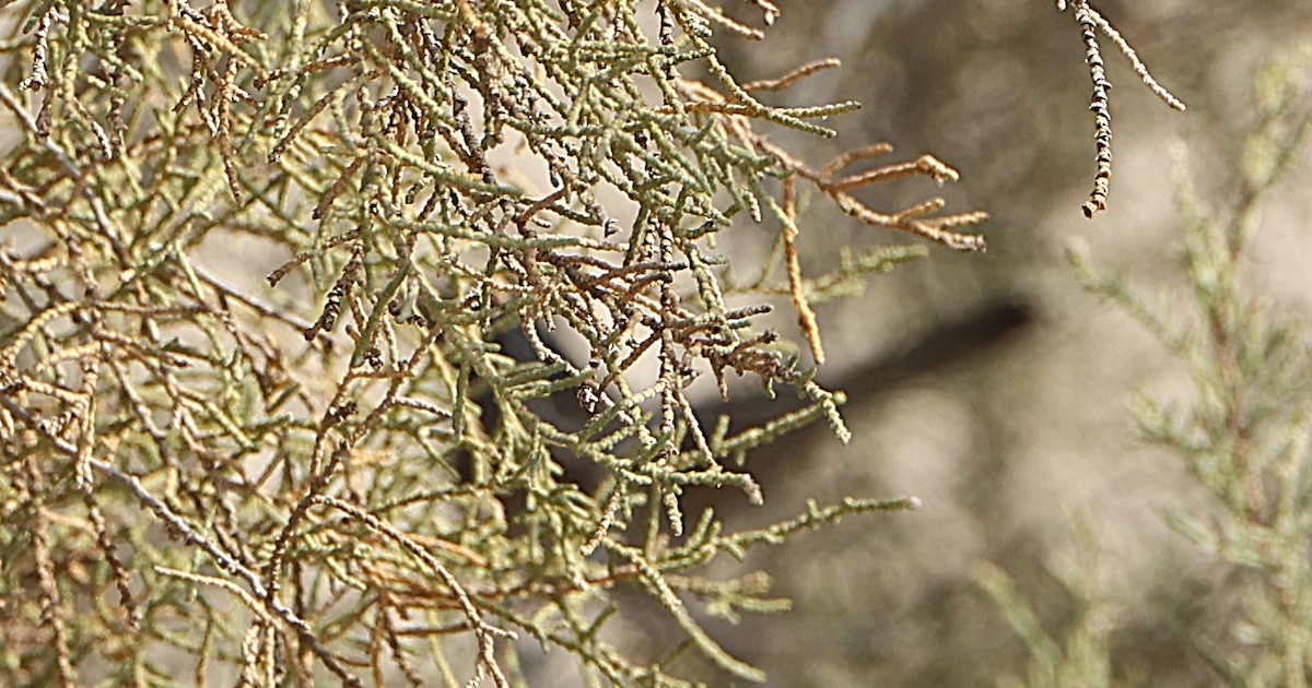 Tamariskengrasmücke - ML647340445