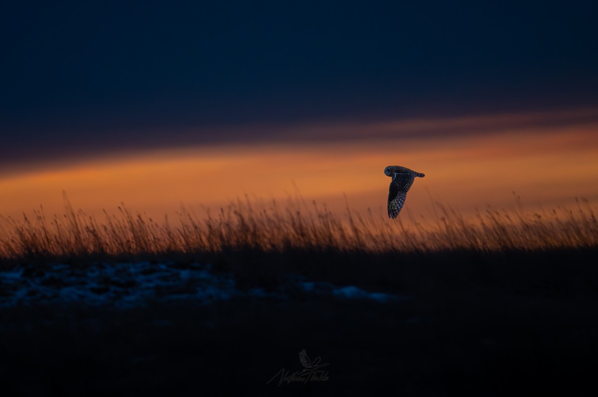 Zingira-hontza - ML647340491