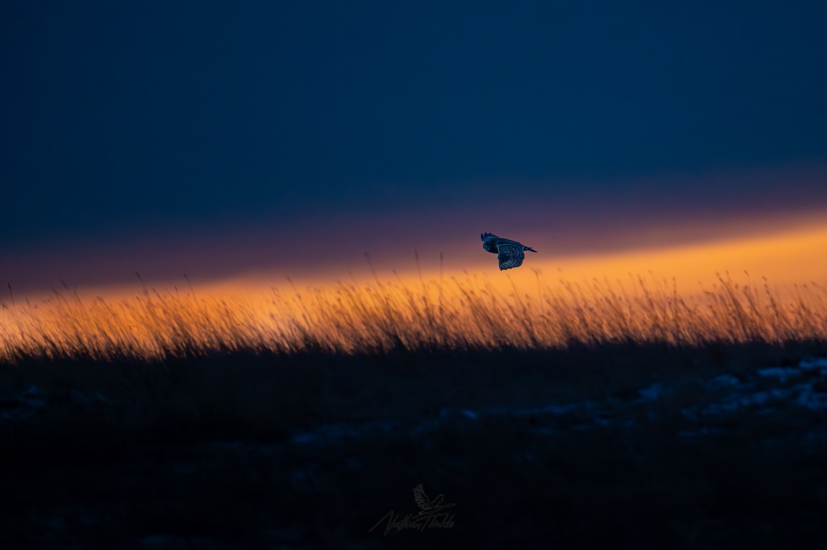 Zingira-hontza - ML647340492