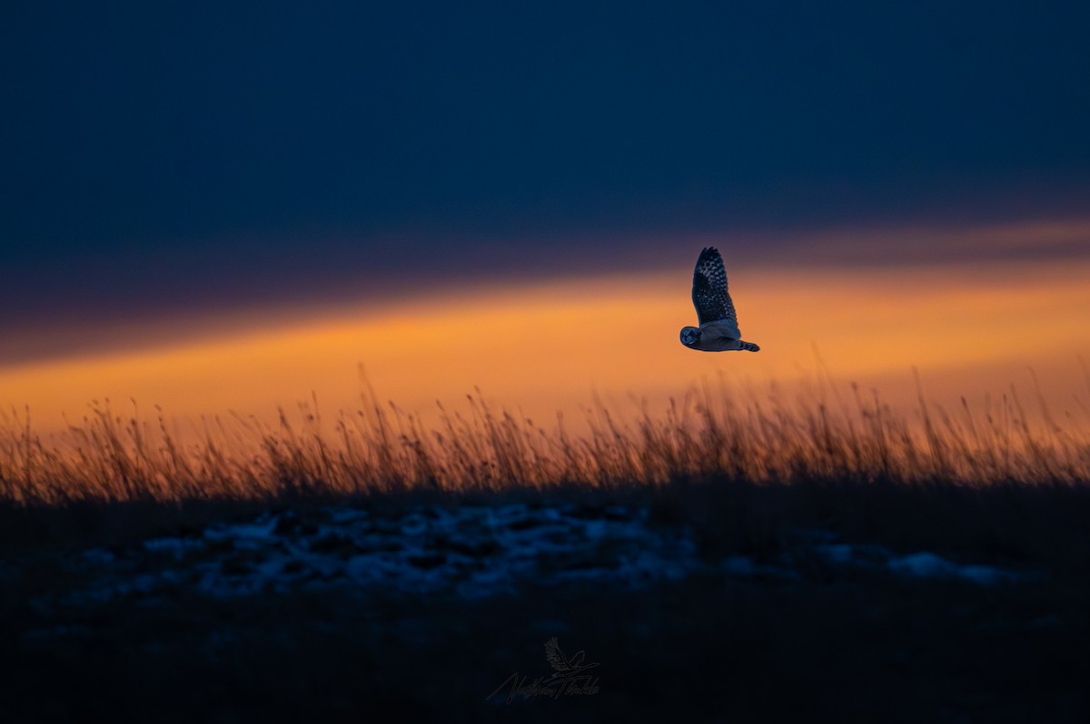 Zingira-hontza - ML647340493