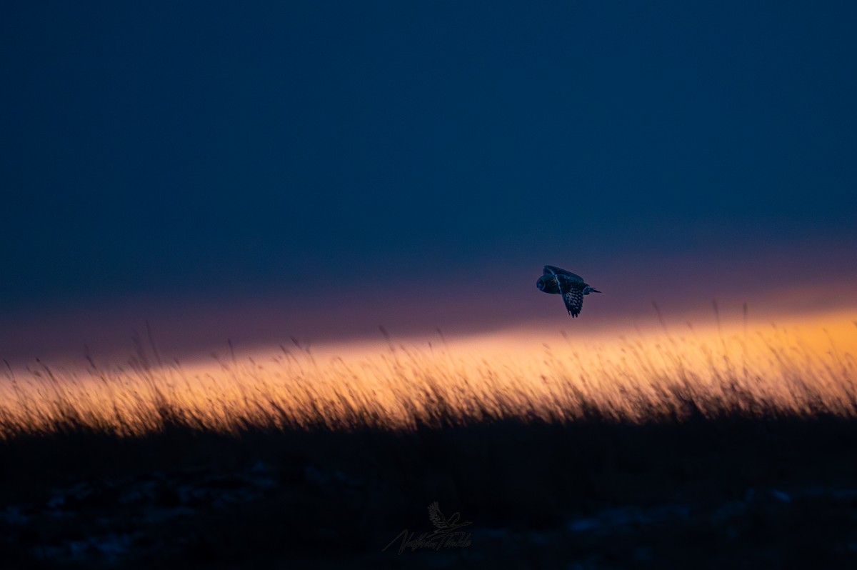 Zingira-hontza - ML647340494