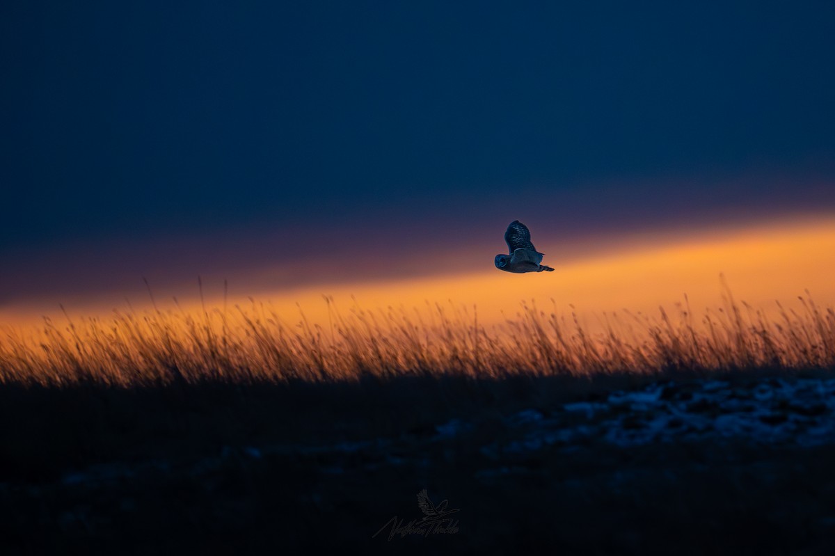 Zingira-hontza - ML647340495