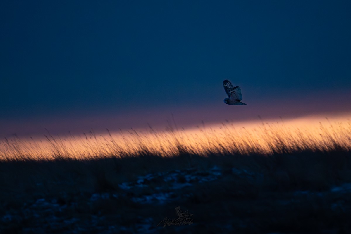 Zingira-hontza - ML647340496