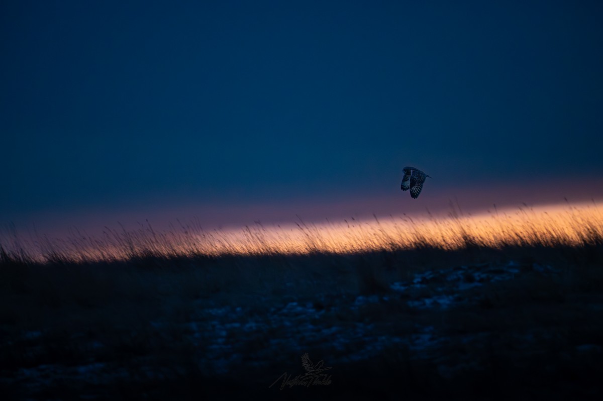 Zingira-hontza - ML647340498