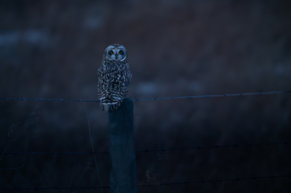 Zingira-hontza - ML647340499