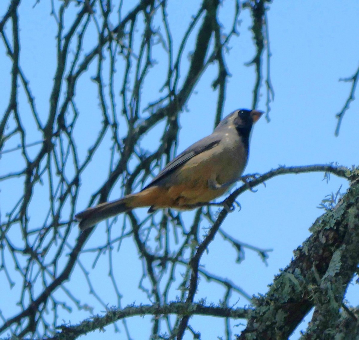 Pepitero Piquigualdo - ML647340506