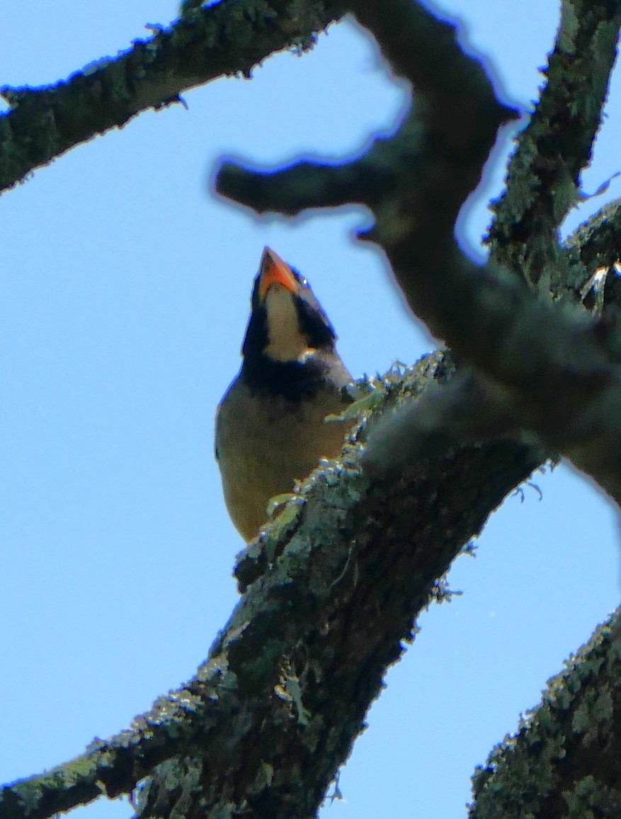 Pepitero Piquigualdo - ML647340507