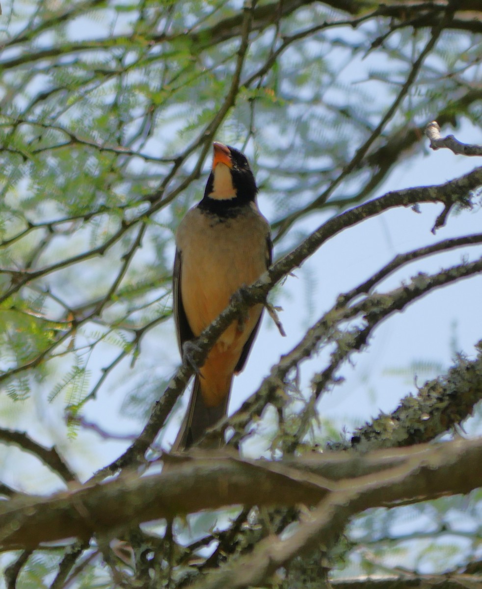 Pepitero Piquigualdo - ML647340508