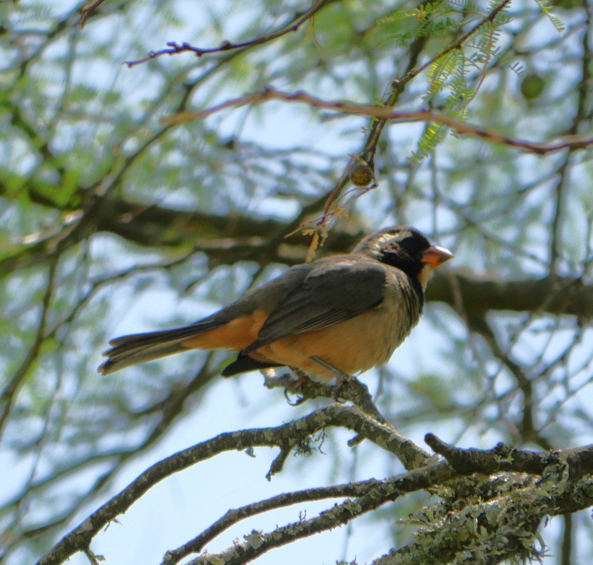 Pepitero Piquigualdo - ML647340509