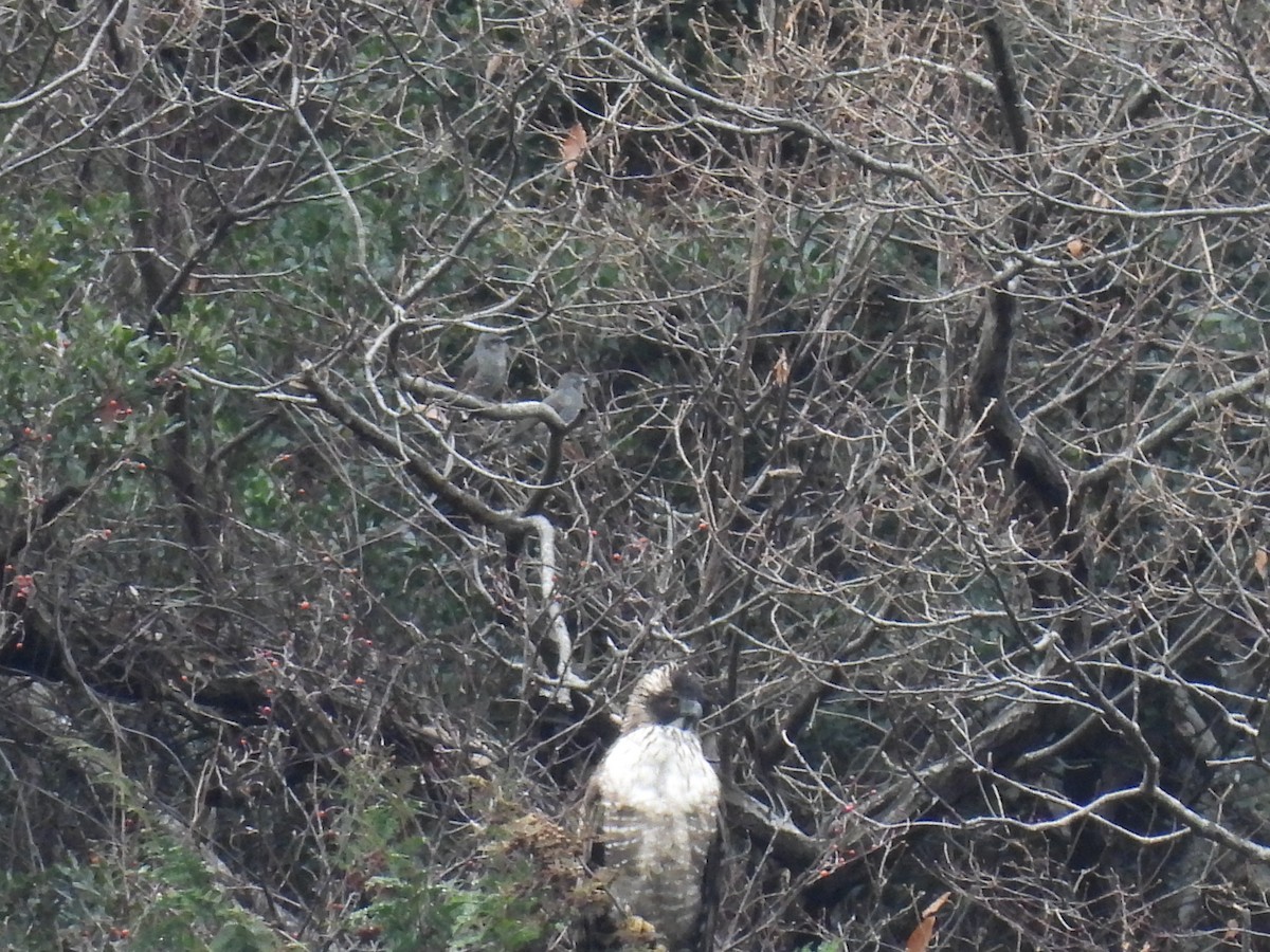 orel horský - ML647340540