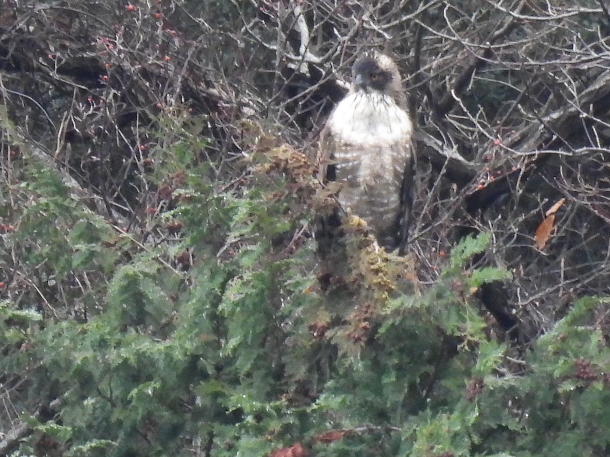 orel horský - ML647340550