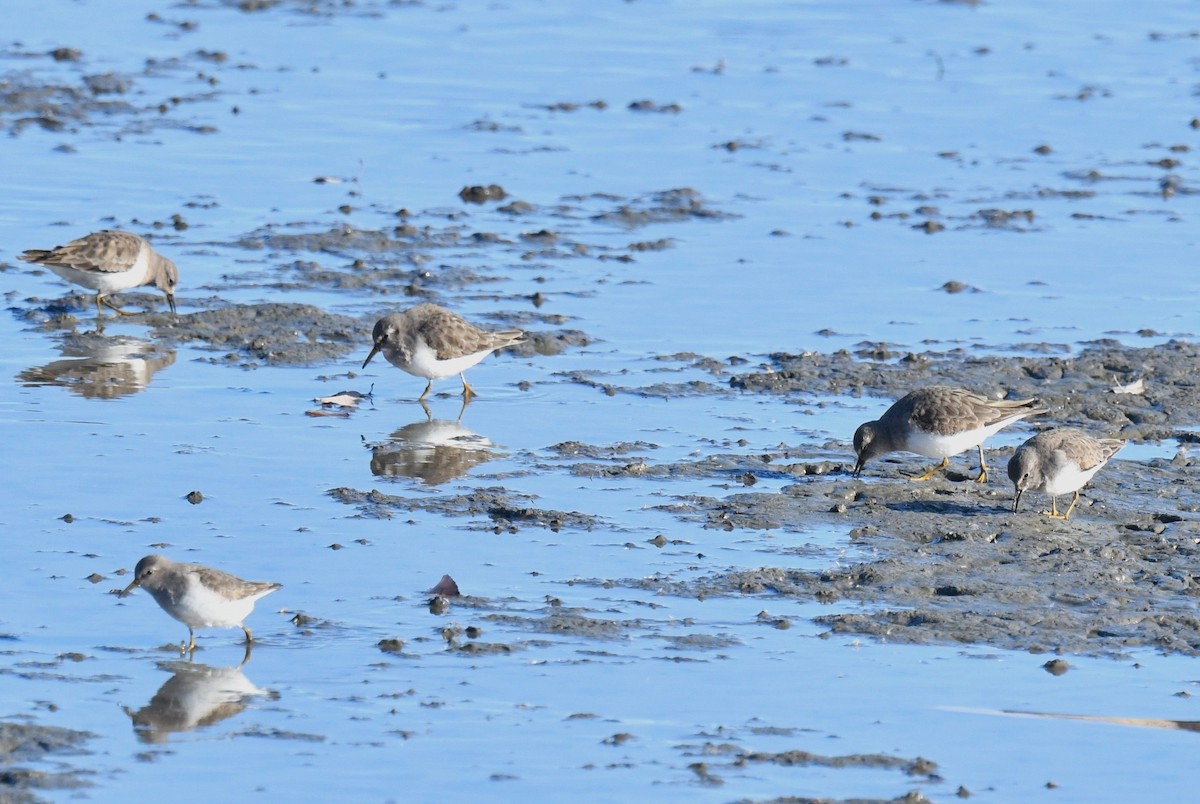 Temminck's Stint - ML647340563