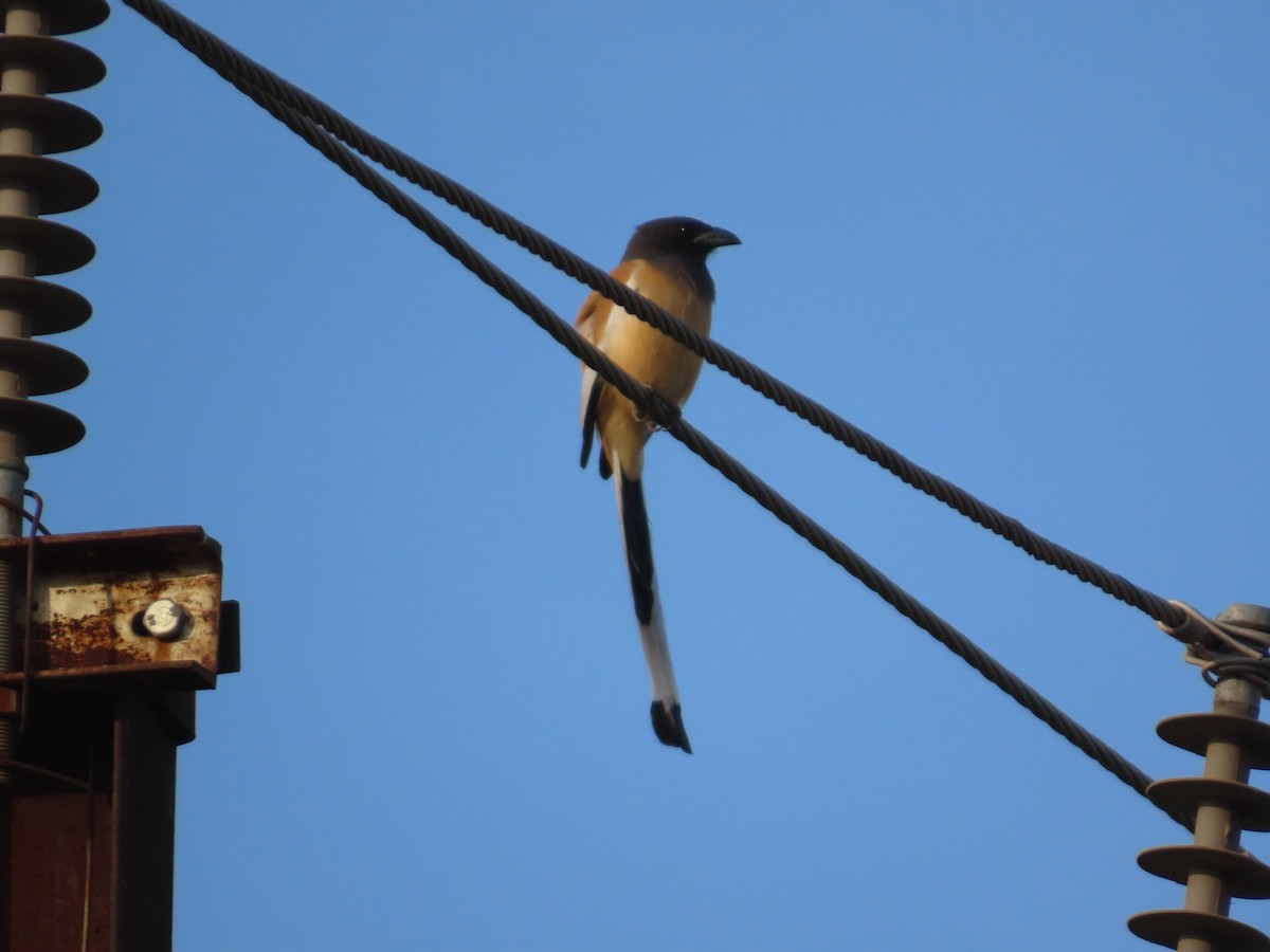 Rufous Treepie - ML647340571