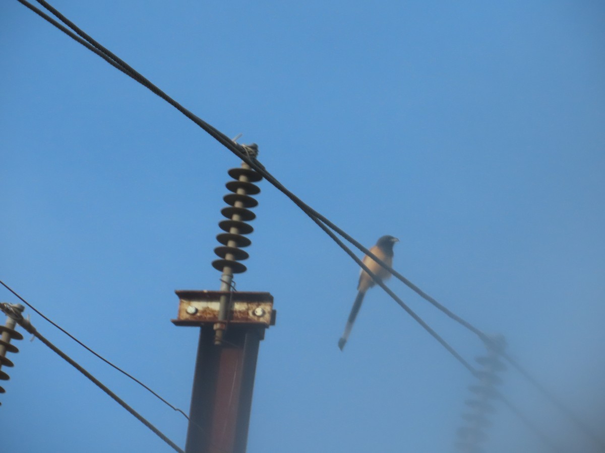 Rufous Treepie - ML647340572