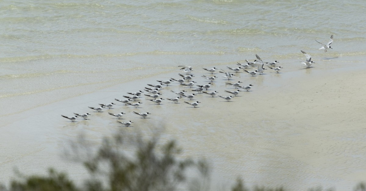 Common Tern (hirundo/tibetana) - ML647340581