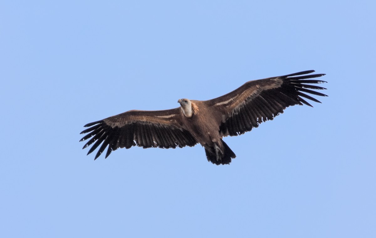 Eurasian Griffon - ML647340587